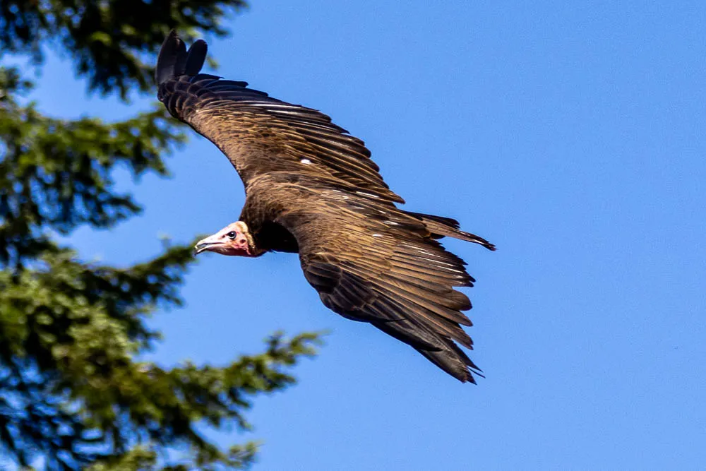 Geier im Flug vor blauem Himmel mit ausgebreiteten Flügeln