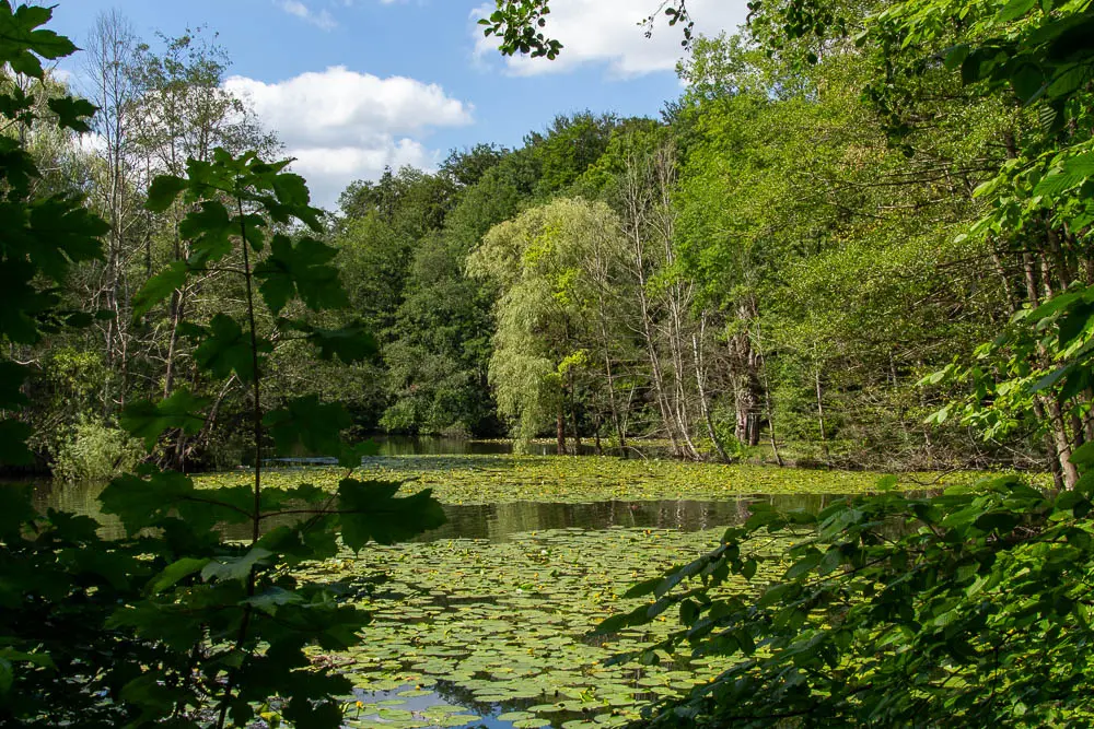 Hexenteich mit dichter Seerosenfläche und bewaldetem Ufer