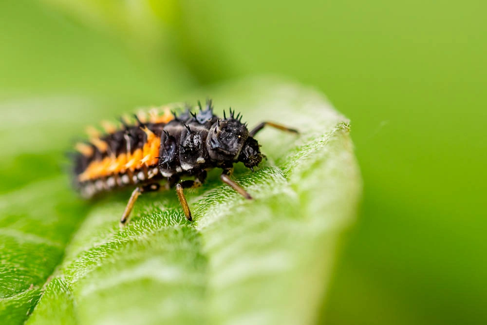 Makroaufnahme einer Marienkäferlarve auf einem grünen Blatt