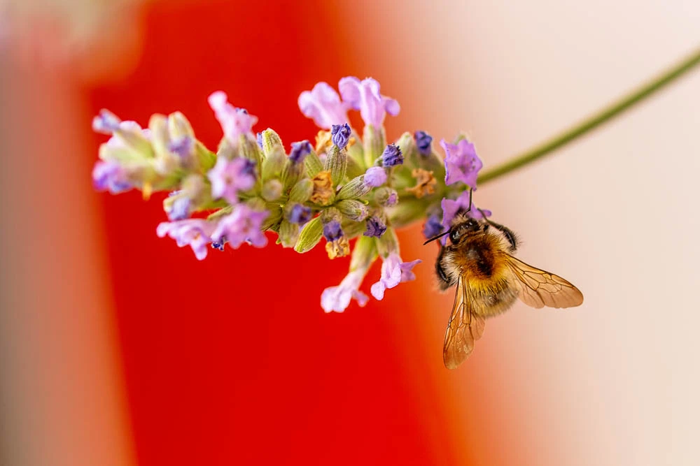 Biene an einer Lavendelblüte vor einem weich verschwommenen roten Hintergrund
