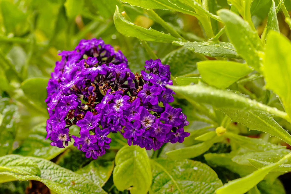 Violette Blüten einer Vanilleblume mit Regentropfen zwischen grünem Laub