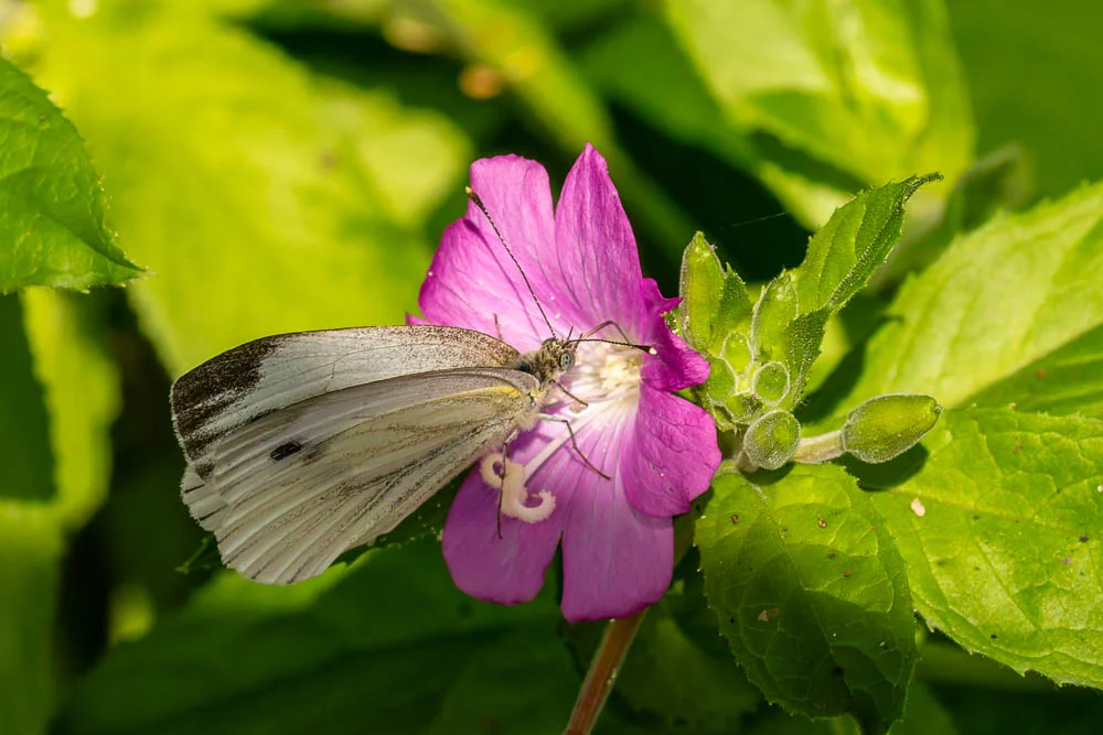Ein Kohlweißling sitzt auf einer pinken Blüte im Sonnenlicht.