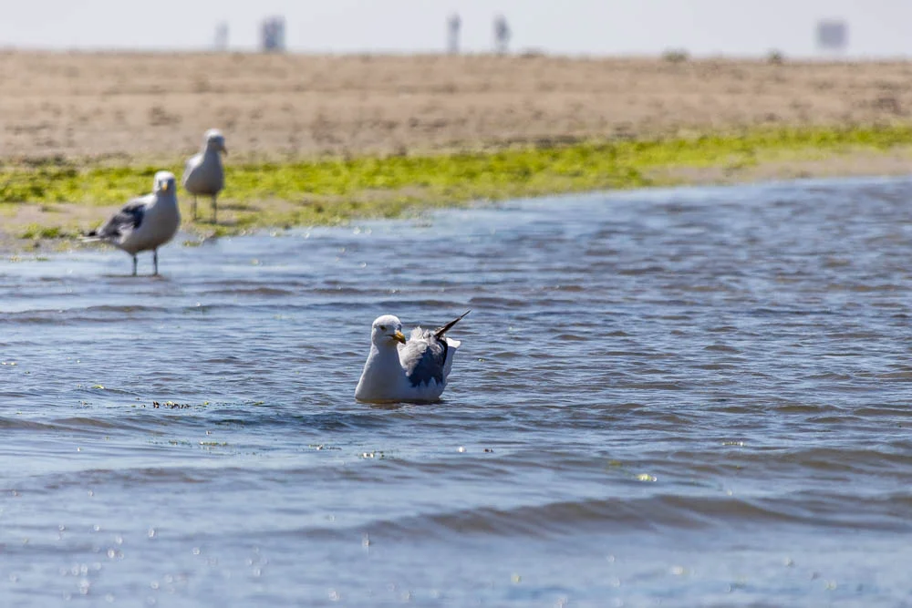 Möwen stehen im flachen Wasser am Nordseestrand, Menschen sind unscharf im Hintergrund zu sehen