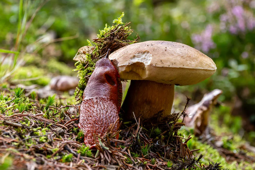 Rote Nacktschnecke frisst an einem Steinpilz auf dem Waldboden