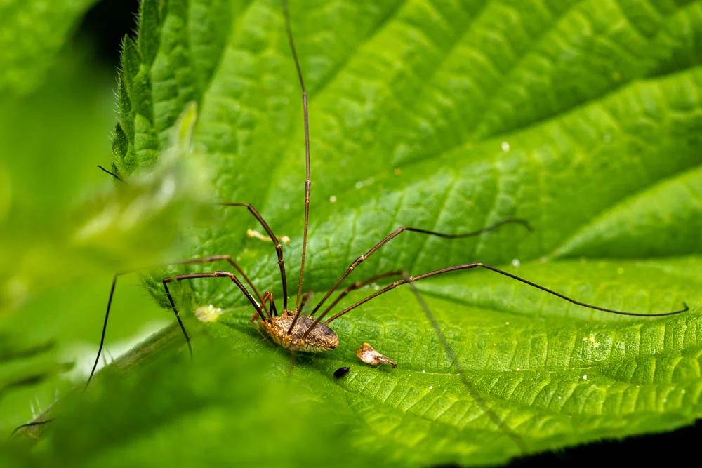 Weberknecht zwischen grünen Blättern in dichter Vegetation.
