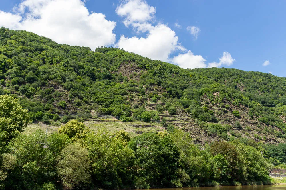 Steiler, bewachsener Hang mit Weinbergterrassen am Ufer der Mosel.
