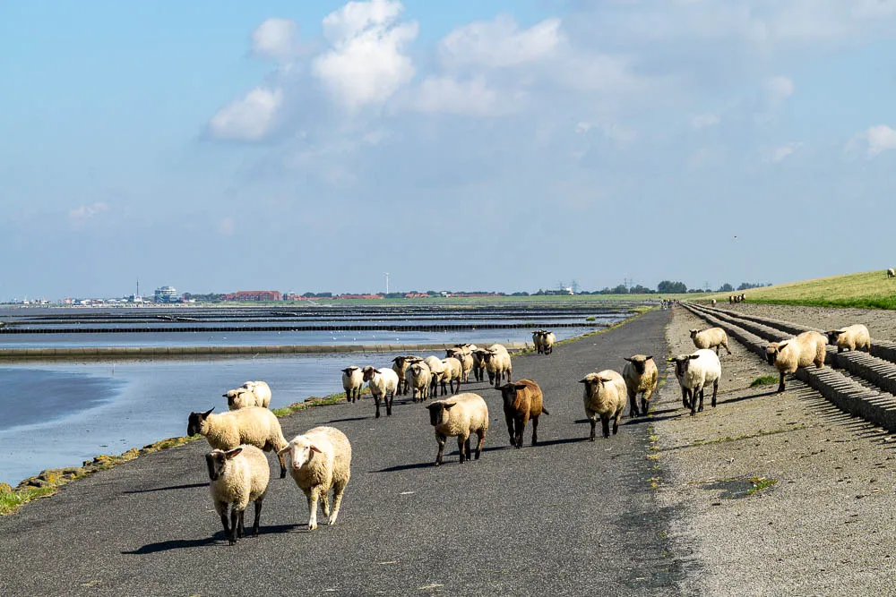 Schafe laufen über den Deich an der Nordsee, im Hintergrund sind Watt und Küstenlandschaft zu sehen.