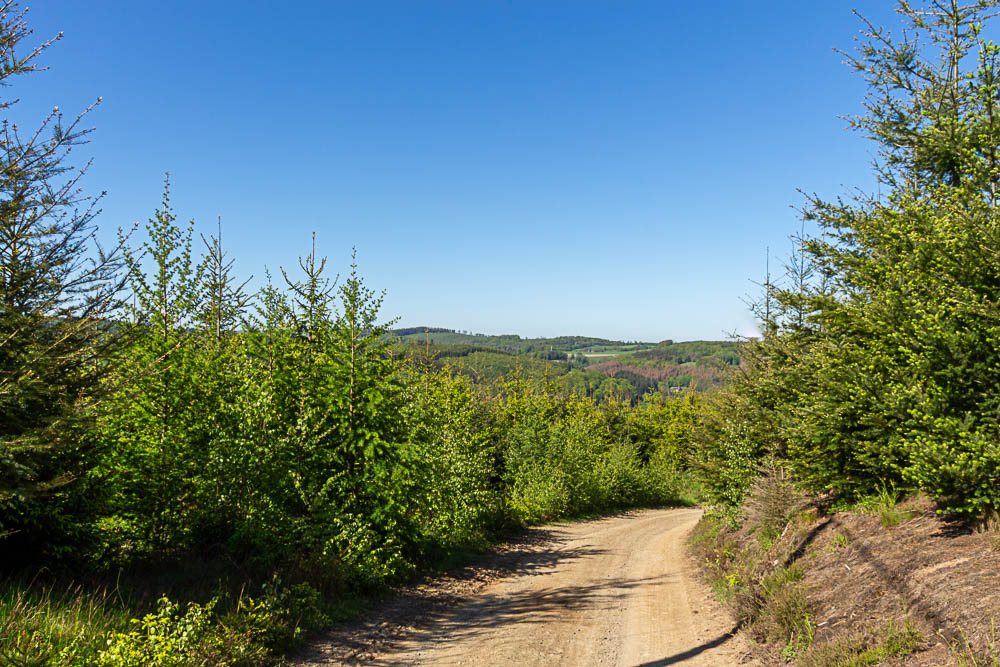 Junge Fichten säumen einen Waldweg auf einer nach Kyrill neu bepflanzten Fläche.