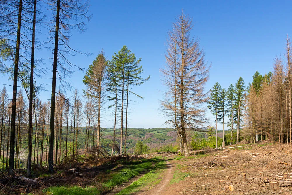 Abgestorbene Fichten und einzelne grüne Bäume an einem Waldweg am Balver Höhenweg.
