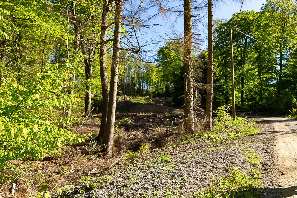 Waldweg zwischen grünem Laubwald und abgestorbenen Bäumen.