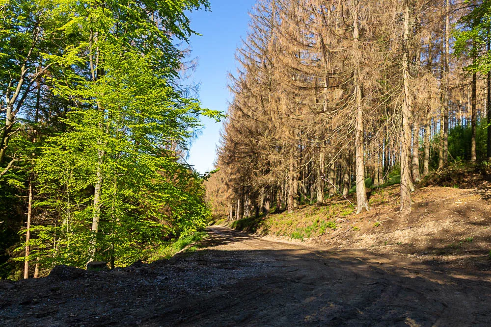 Abgestorbene Bäume und gerodete Flächen am Rand des Balver Höhenwegs.