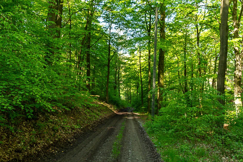 Schmaler Waldweg führt durch einen dichten grünen Mischwald.