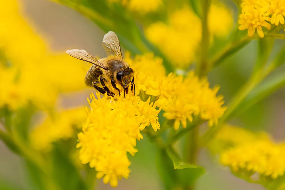 Biene sitzt auf einer gelben Blüte und sammelt Nektar.