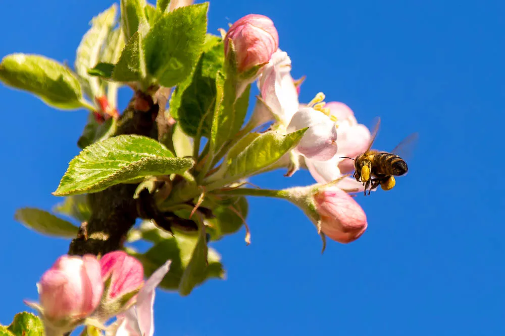 Biene mit gelben Pollenhöschen im Anflug auf eine Apfelblüte.