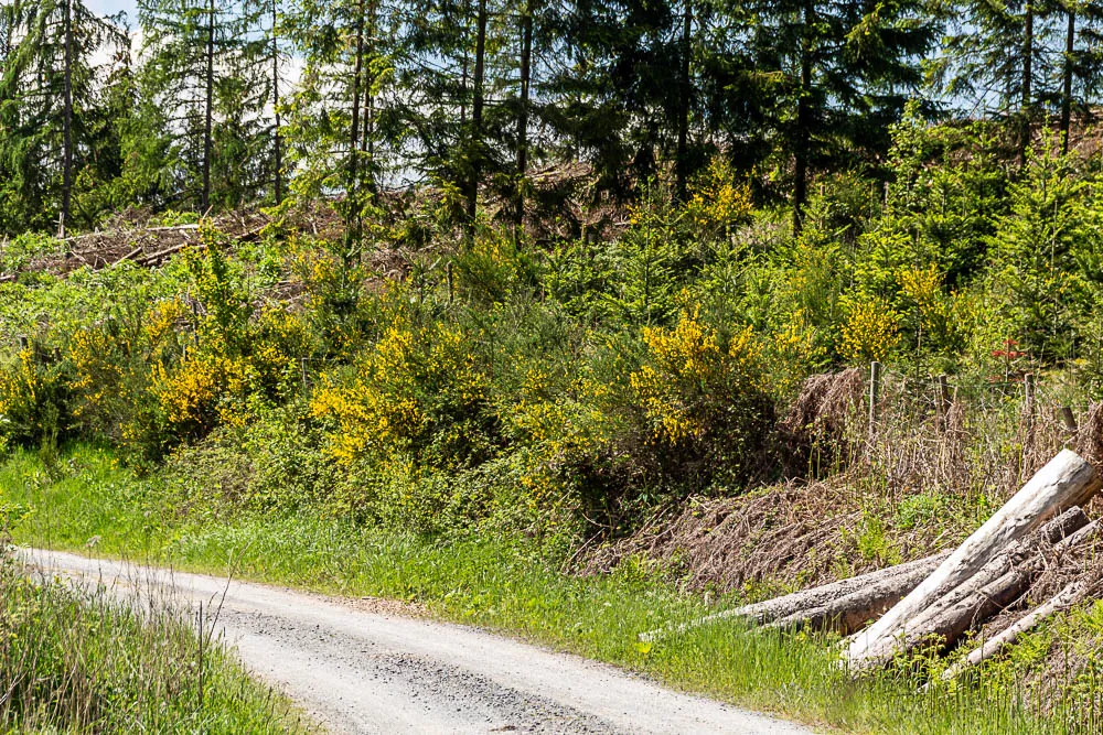 Gelb blühender Ginster am Wegesrand des Balver Höhenwegs vor einem grünen Wald.