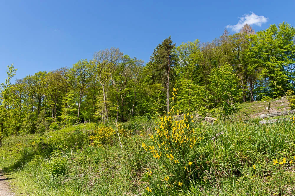 Blühender Ginster und junge Bäume wachsen an einem Waldweg des Balver Höhenwegs.