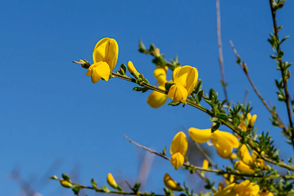 Gelbe Ginsterblüten vor einem klaren blauen Himmel.