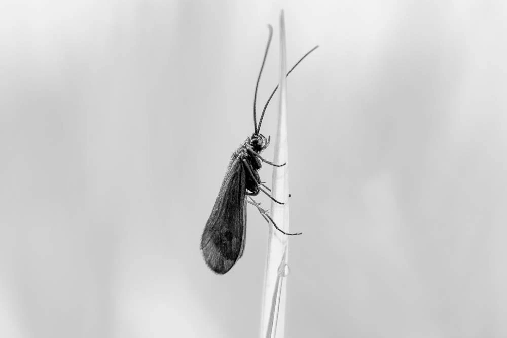 Köcherfliege in Schwarzweiß auf einem einzelnen Grashalm mit Wassertropfen.