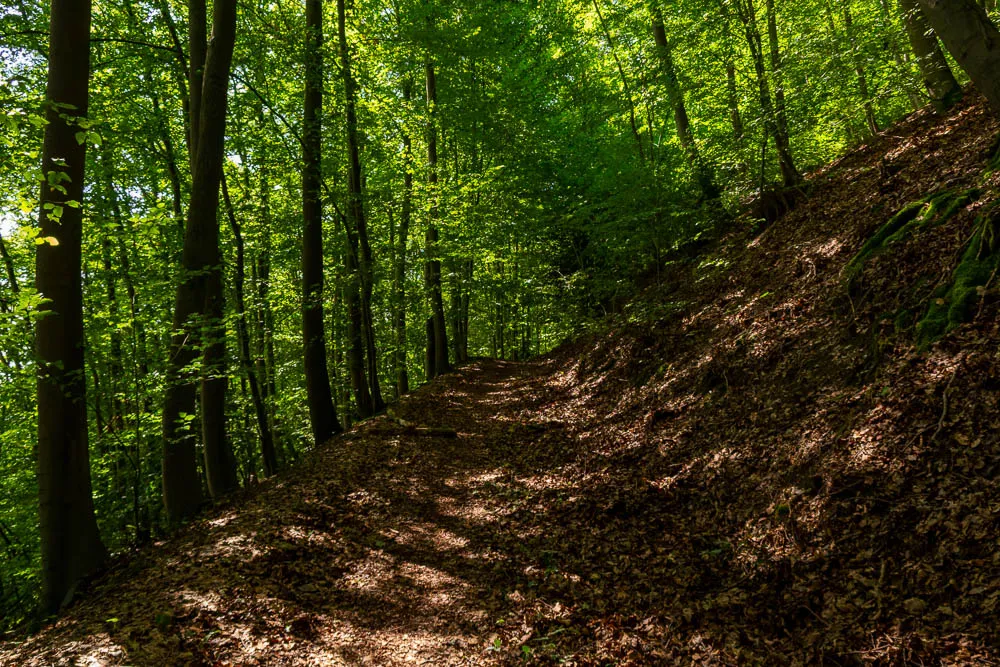 Schmaler Waldweg im Buchenwald der Arnsberger Kreuzbergrunde.