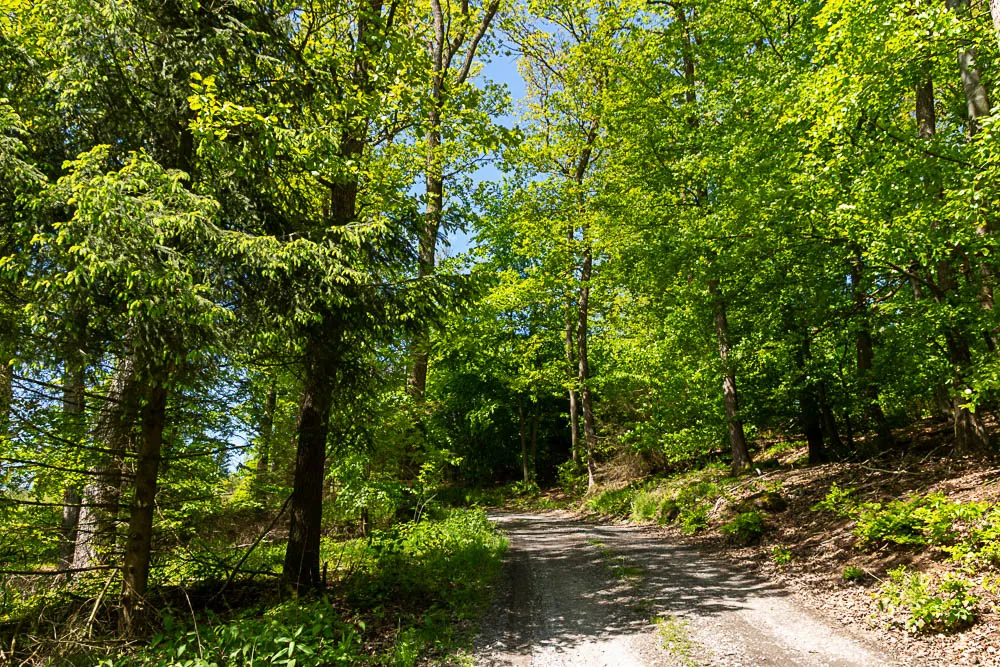 Waldweg am Balver Höhenweg führt durch einen grünen Laub- und Mischwald.