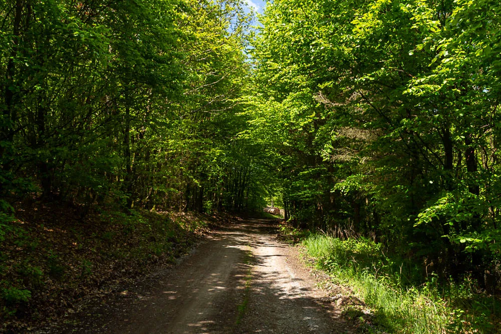 Waldweg führt durch einen dicht bewachsenen grünen Wald am Balver Höhenweg.