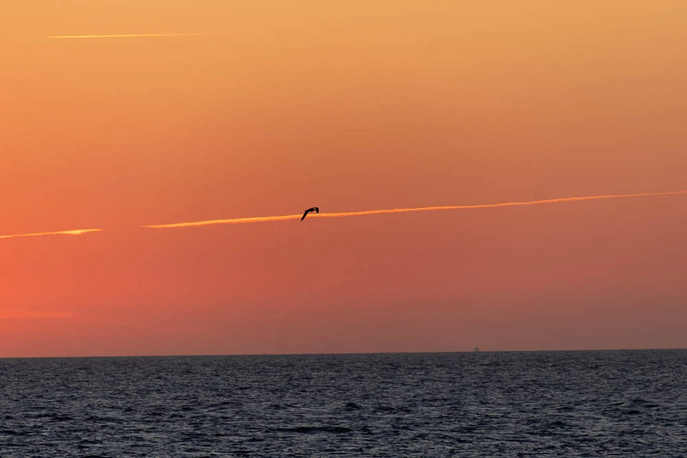 Ein einzelner Vogel fliegt vor orangefarbenem Abendhimmel über der Nordsee vor Langeoog.