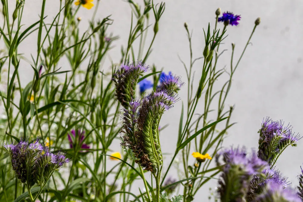 Violette Blüten und Samenstände des Büschelschöns wachsen zwischen weiteren Wildblumen im Balkonkasten.