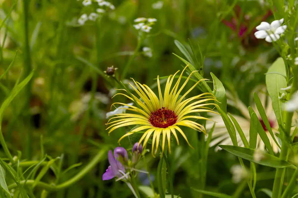 Eine gelbe Blüte wächst zwischen dichtem Grün und weiteren Wildblumen im Balkonkasten.