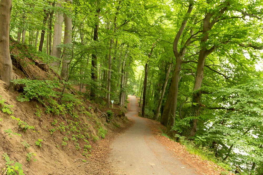Ein schmaler Weg führt durch den grünen Wald am Ufer des Hengsteysees.