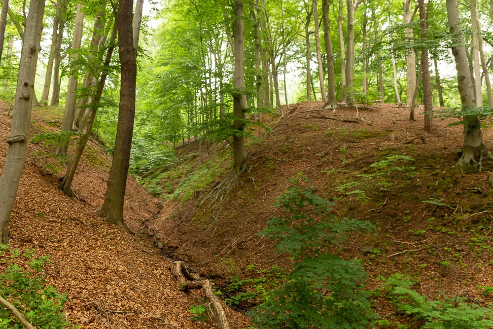 Ein schmaler, steiler Pfad führt durch einen Laubwald mit dichtem Bodenbewuchs.