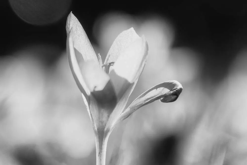 Eine geöffnete Krokusblüte mit einem noch geschlossenen Blütenkelch vor einem weich verschwommenen Hintergrund.