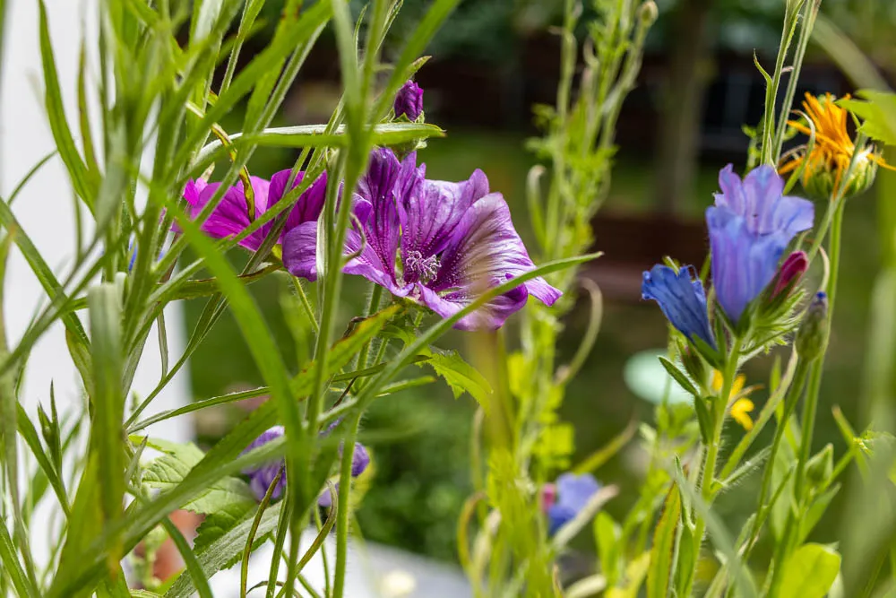 Eine violett-rosa Malvenblüte wächst zwischen weiteren Wildblumen im Balkonkasten.