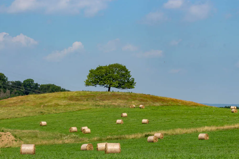 Ein einzelner Baum steht auf einer Wiese über einem Feld mit zahlreichen Heuballen.