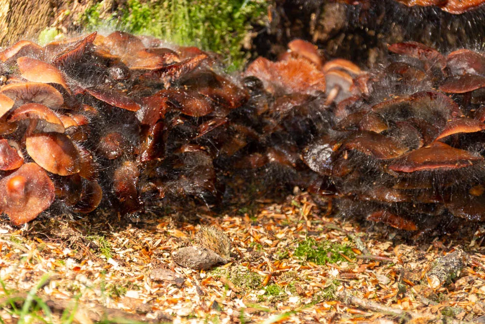 Braune Pilze sind von einem feinen weißen Pilzgeflecht überzogen.