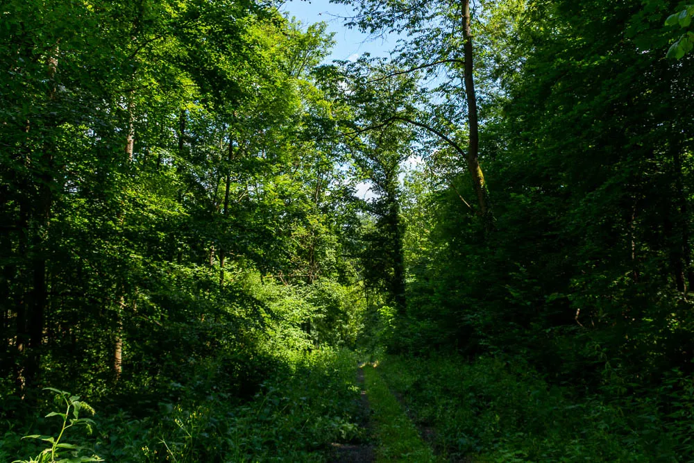 Ein schmaler Pfad führt durch dichtes grünes Laub im Wald.