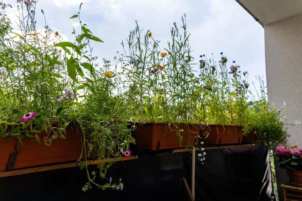 Vier Balkonkästen sind dicht mit verschiedenen Wildblumen und Gräsern bewachsen.
