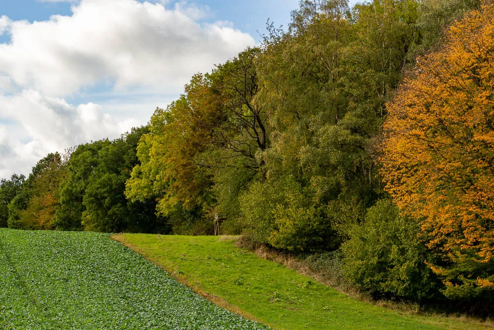Herbstliche Bäume säumen ein Feld bei Eisborn im Sauerland.