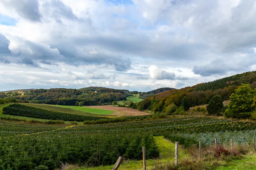 Blick über Felder und junge Nadelbäume auf die bewaldeten Hügel bei Eisborn.