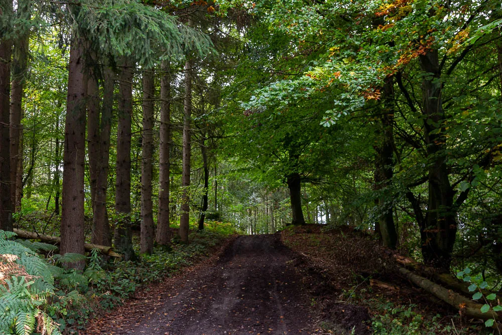 Ein breiter Waldweg führt zwischen Fichten und Laubbäumen durch den Wald bei Eisborn.