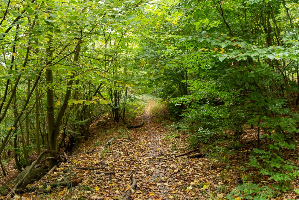 Ein schmaler Wanderweg führt durch einen dicht bewachsenen Wald bei Eisborn.