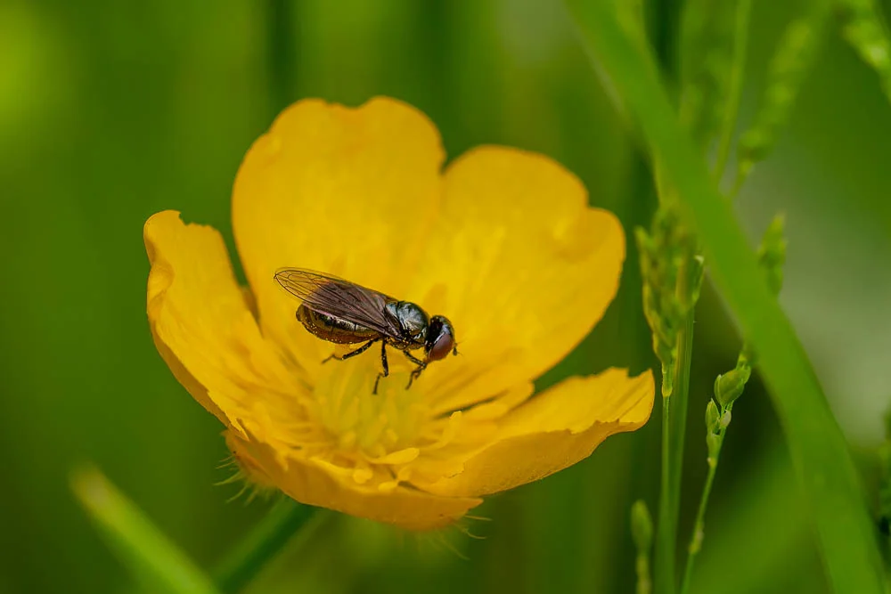 Eine Fliege sitzt auf einer gelben Blüte des Hahnenfußes.