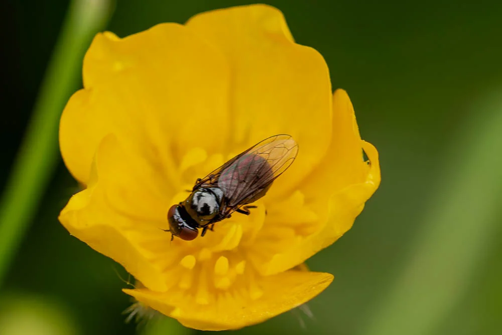 Eine Fliege sitzt auf einer gelben Hahnenfußblüte, auf deren glänzendem Körper sich der Fotograf spiegelt.