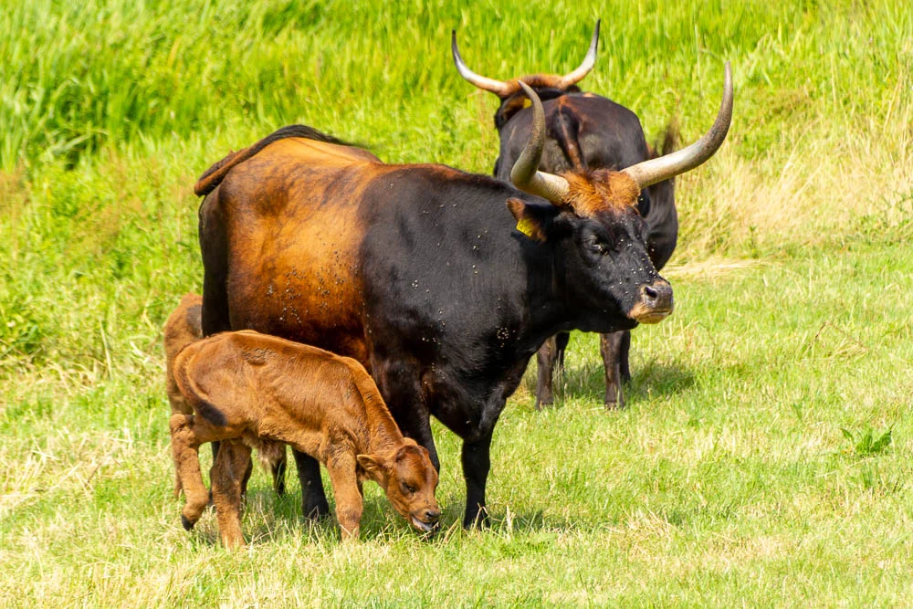 Ein junges Heckrindkalb grast neben einem ausgewachsenen Heckrind auf der Kiebitzwiese in Fröndenberg.