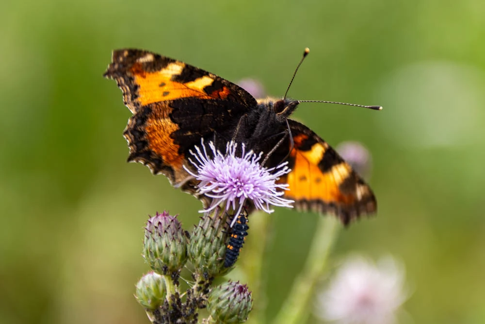 Kleiner Fuchs auf einer violett blühenden Distel, darunter sitzt eine dunkel gefärbte Marienkäferlarve.