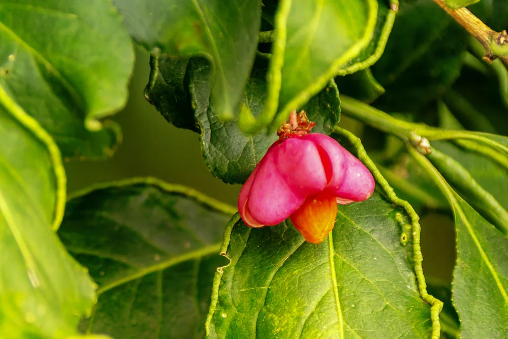 Geöffnete pinkfarbene Fruchtkapsel des gewöhnlichen Pfaffenhütchens mit orangefarbenem Samen zwischen grünen Blättern.