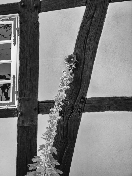 Eine Stockrose wächst vor einer hellen Wand entlang eines dunklen Fachwerkbalkens.